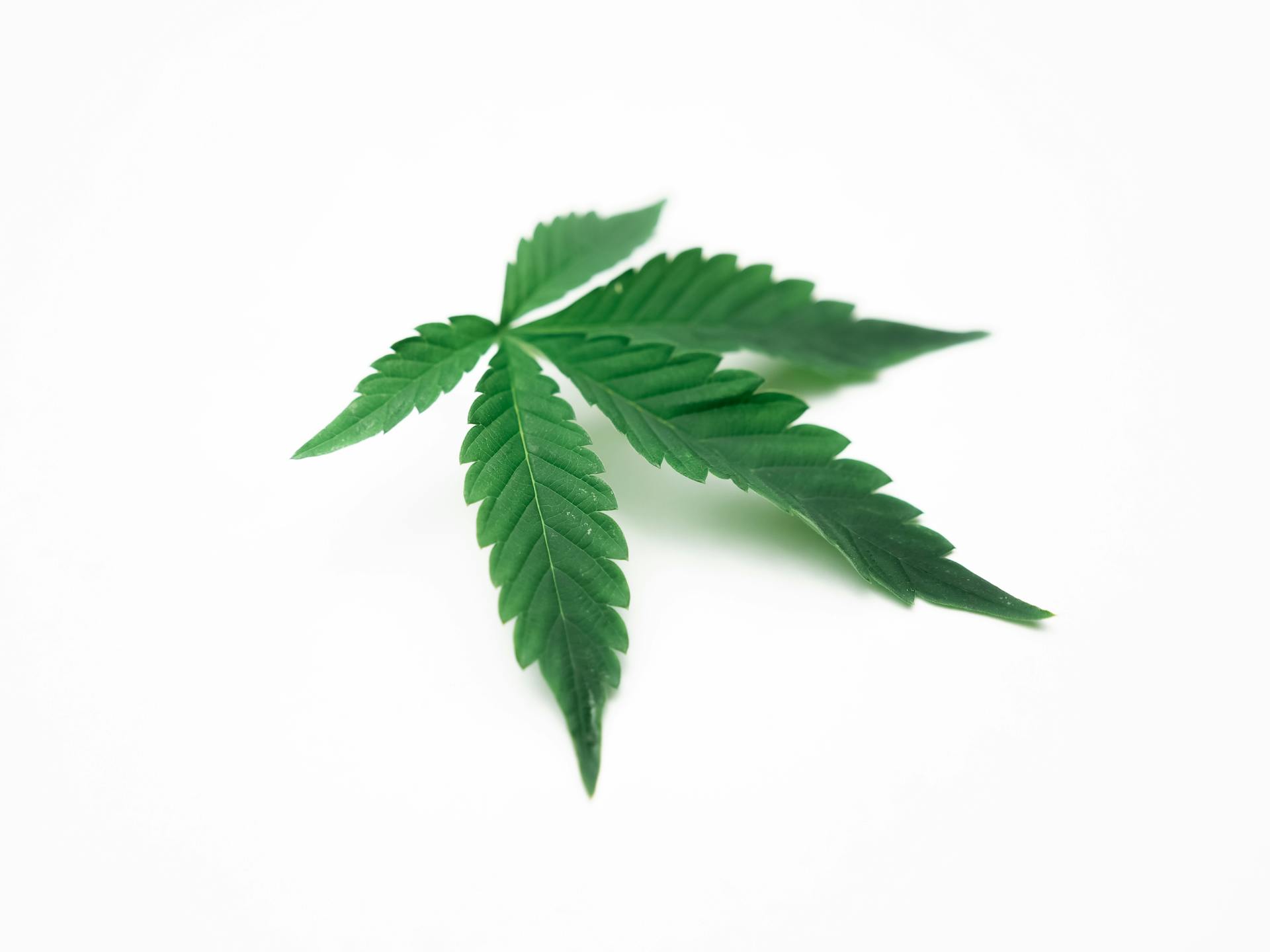 Cannabis blog editorial workspace with notepad and flower samples — Purple Buds Dispensary's writing on industry news, product spotlights, and Jackson Heights community