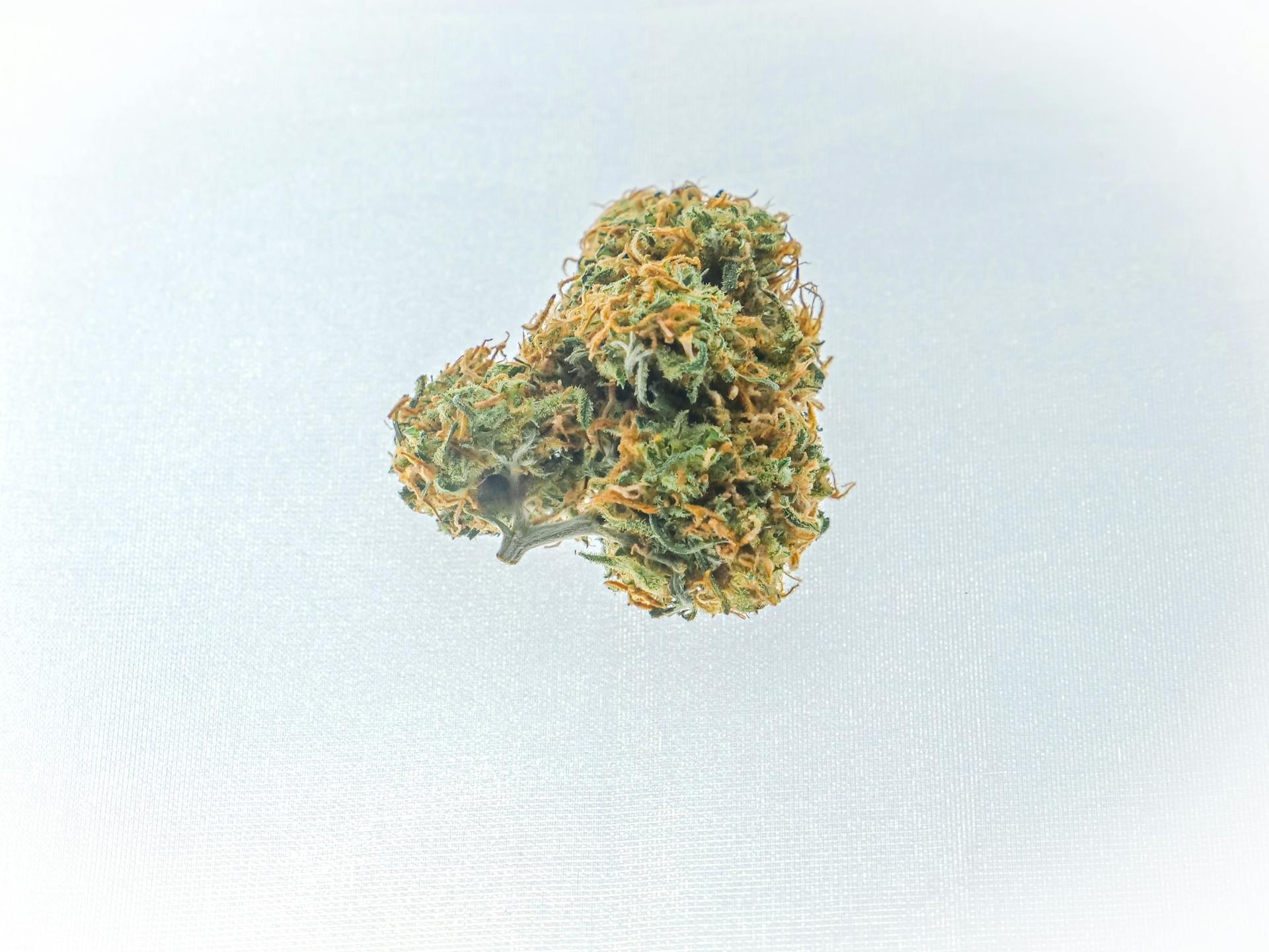 Bright, welcoming Purple Buds Dispensary interior, designed to walk first-time legal cannabis customers through the menu in Jackson Heights, Queens