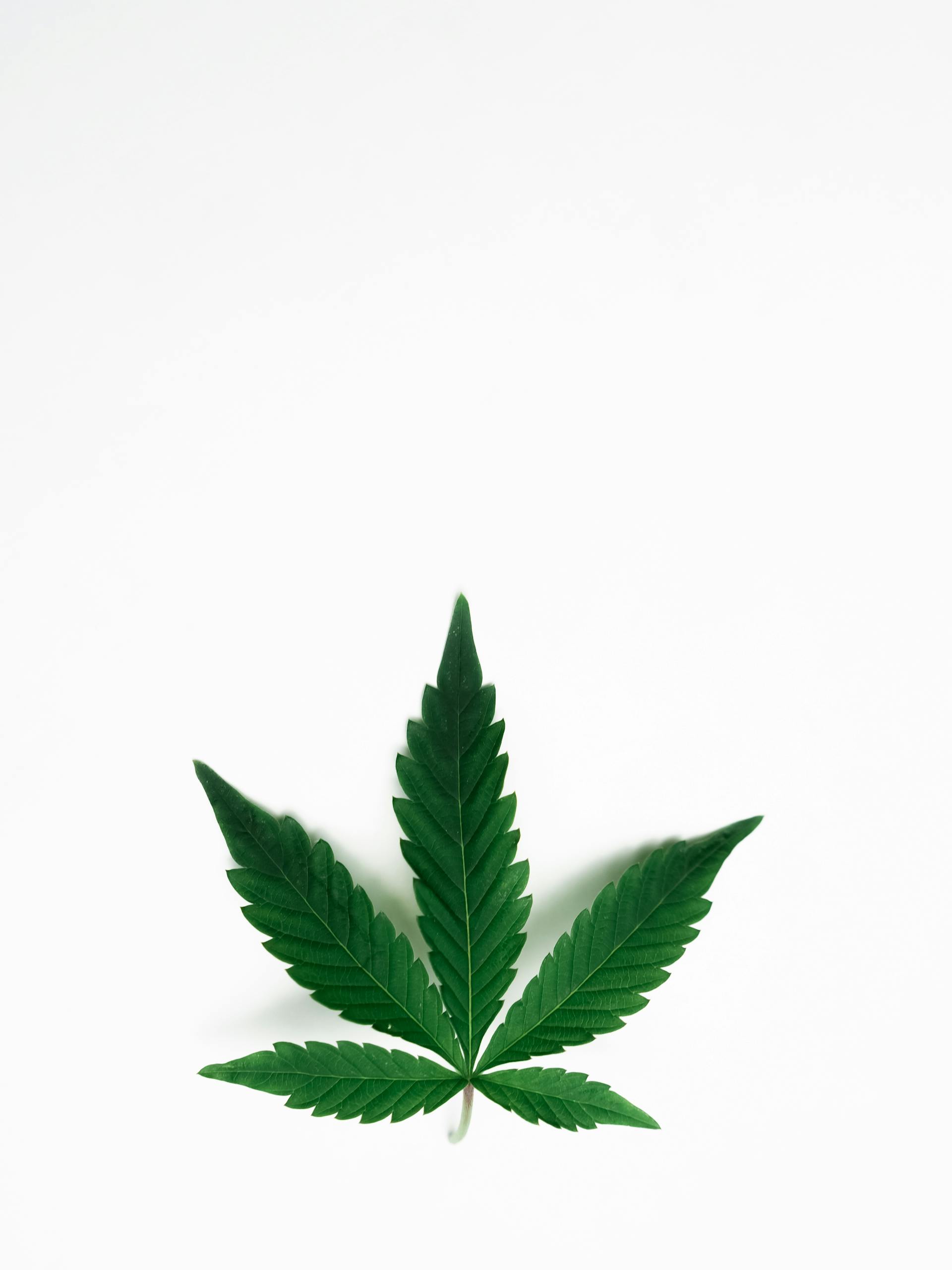 Cannabis-infused topical cream jar — non-intoxicating localized relief balms, lotions, and patches at Purple Buds Dispensary in Jackson Heights