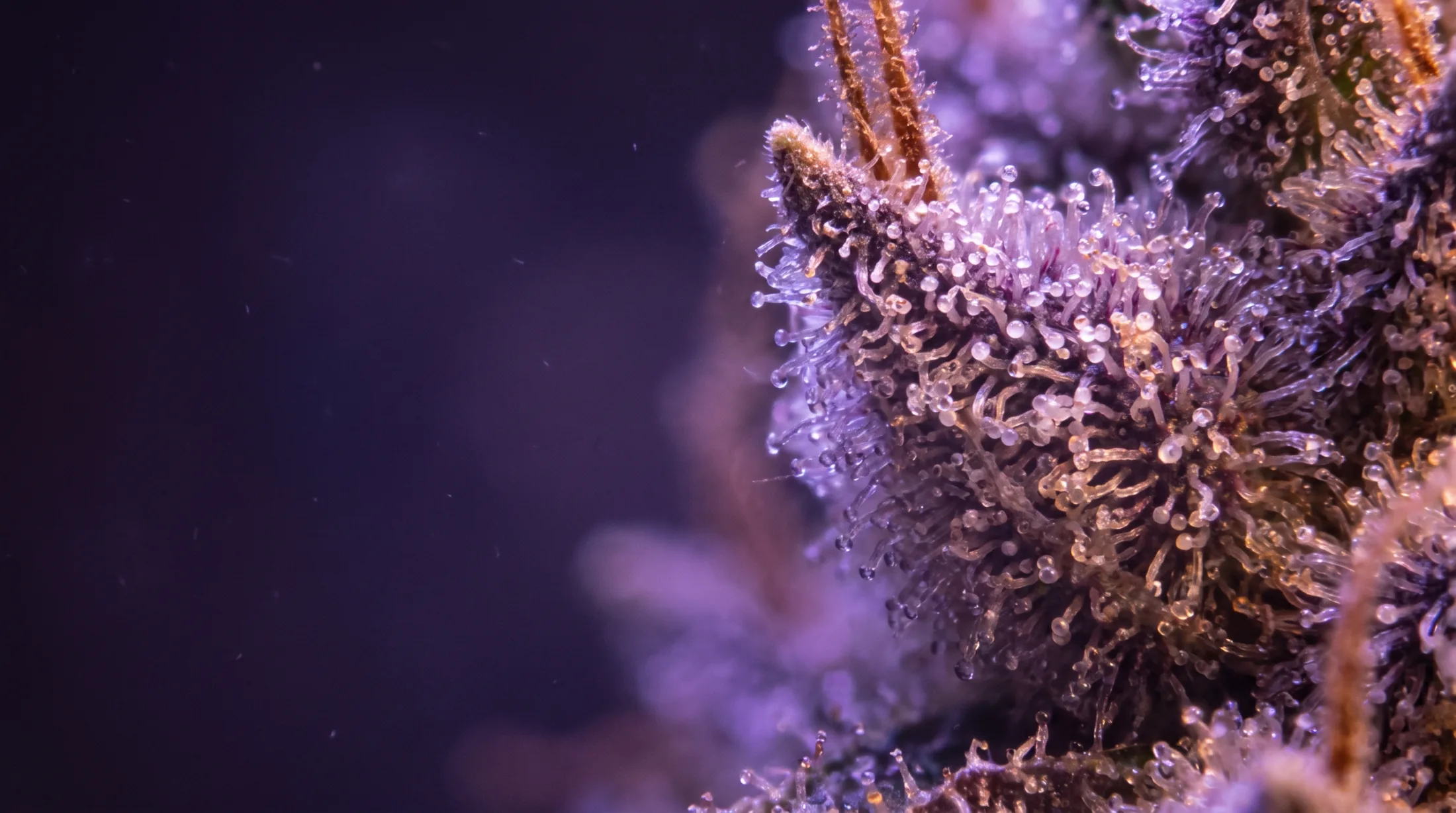 Close view of frosty, trichome-covered cannabis flower, where terpenes such as myrcene are produced